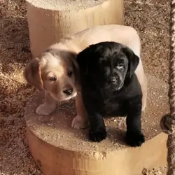 Labrador Retriever Puppies for Adoption
