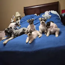 Adorable mini schnauzer