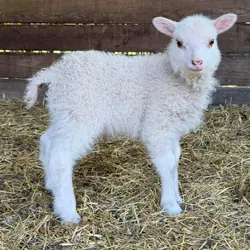 Miniature Sheep for Sale