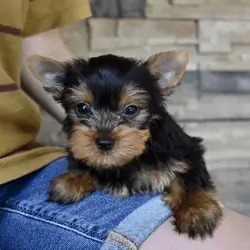 Yorkie, Yorkshire Terrier For Adoption