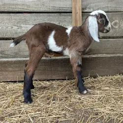 Miniature Goats for Sale