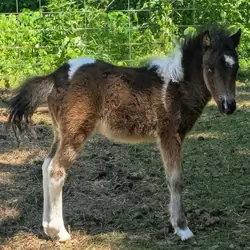 Baby Paint Colt Pony
