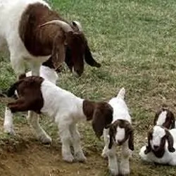 Healthy Male & Female Kid Boer Goats