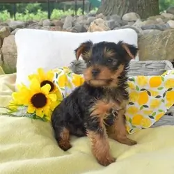 Cody yorkie puppy