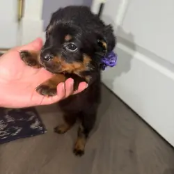 Rottweiler Puppies Looking for Their Forever Home