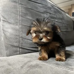 Teacup Yorkie