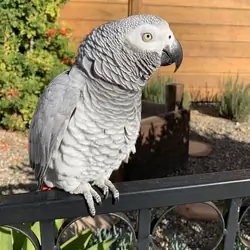 Hand tame Afr grey parrot come with cage