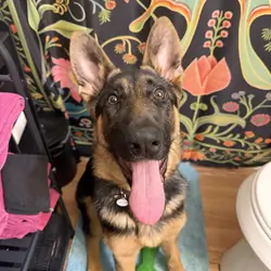 Female German Shepherd