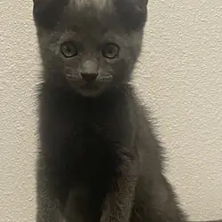 Grey Kitten