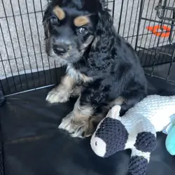 14 week old American Cocker Spaniel