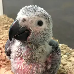 Little bundle of feathers and curiosity