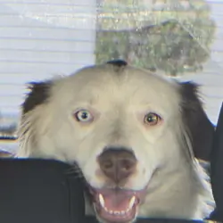 australian shepherd