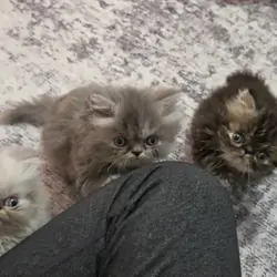 Persian Kittens