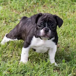 Two stunning French Bulldog puppies