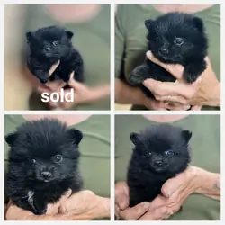 CKC REGISTERED POMERANIAN PUPPIES