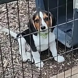 Beagle pup