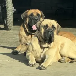 English Mastiff Puppies