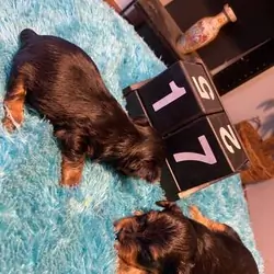 2 male yorkies
