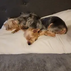 Female Yorkie 3years old