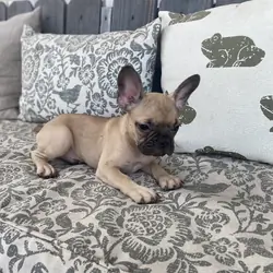 Fawn, Sable and White male French Bulldog