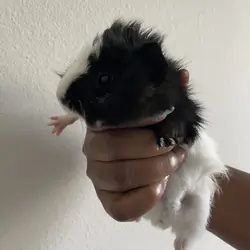 Female Guinea Pig