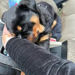 AKC Rottweiler girl