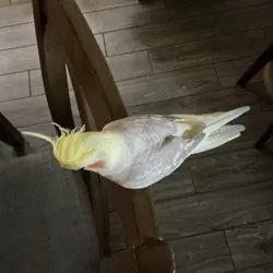 Cinnamon Pearl Cockatiel