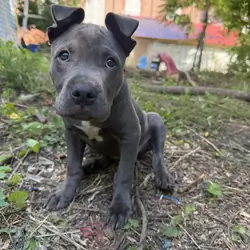 Female blue nose pitbull