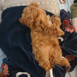 Teacup Maltipoo