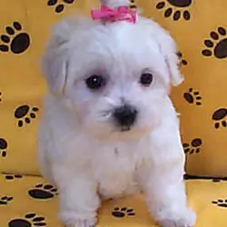 Perfect Maltese Puppies For Free Adoption