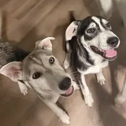 Husky/Heeler Mix Puppies