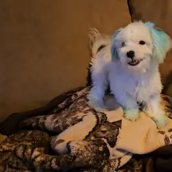 Tiny Morkies