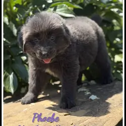 Phoebe Female Newfoundland