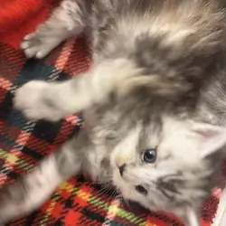 Maine coons kittens