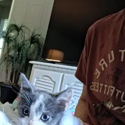 Free kitten