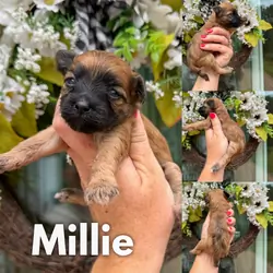 Chinese Crestepoo Puppies