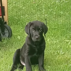 AKC Labrador retrievers