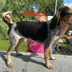 Beagle