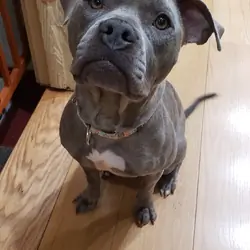 Meet Kava - 2.5yo Female Bully Mix