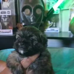 Shih Tzu/Pomeranian mix puppies