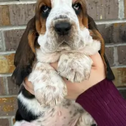 Puppies