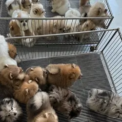 Adorable Pomeranian Puppies Ready Now! Fluffy Tedd