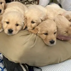 Golden retriever puppies