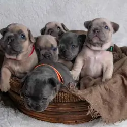 Charming selection of French Bulldog puppies