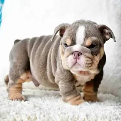 Available English bulldog for sell