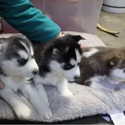 Adorable Siberian husky  Puppies for sale