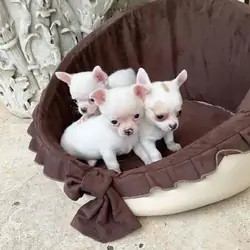 Chihuahua puppies for adoption