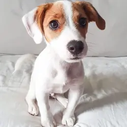 Jack Russel