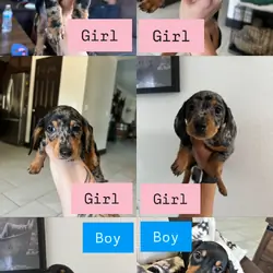 Mini dachshund