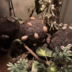 Royal Ball Python